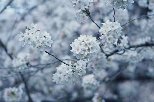 blossom white flowers flower