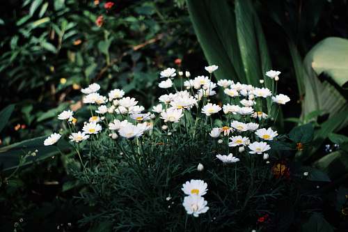 daisies white flowers blossom