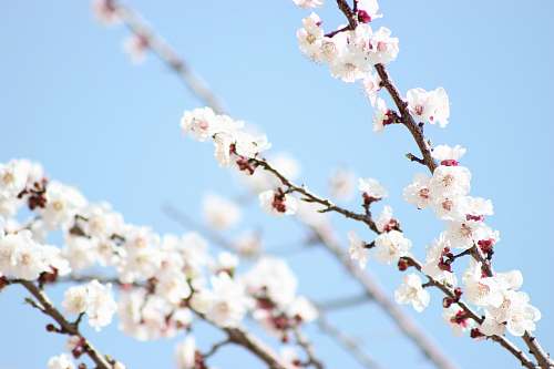 flower white flowers blossom