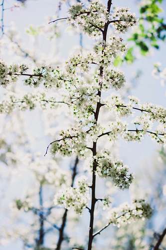 blossom white flowers on focus photography flower