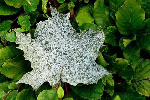 leaf white leaf on green plant veins