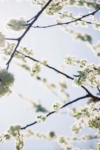 blossom white leafed tree flower