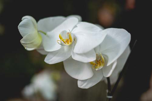 flower white moth orchid pollen