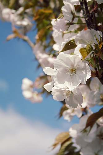flower white petal flowers blossom