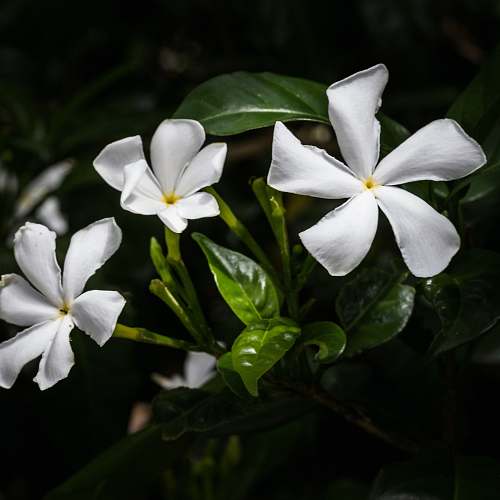 flower white petaled flower bloom close-up photography acanthaceae