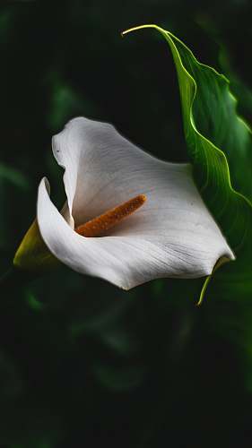 blossom white-petaled flower anthurium