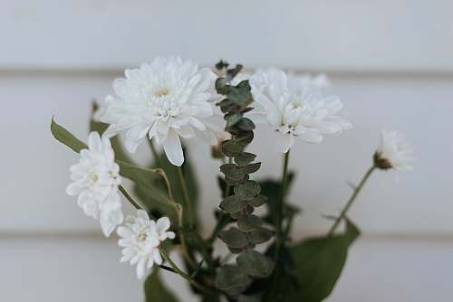 flower white petaled flower close-up photography blossom