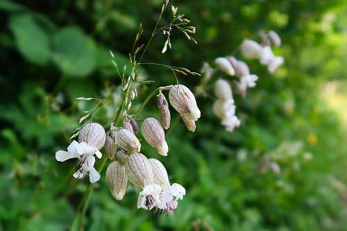 flower white-petaled flower blossom