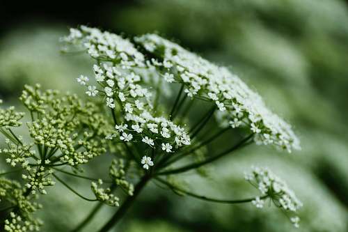 food white-petaled flower on selective focus photography seasoning