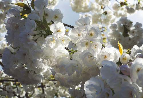blossom white petaled flowers close-up photography spring