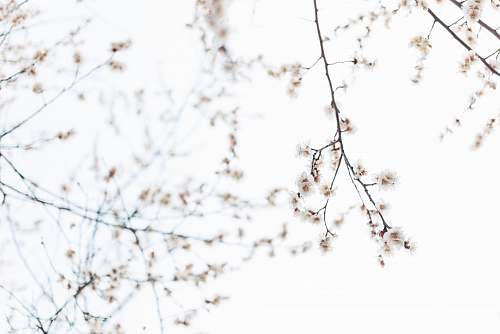flower white petaled flowers close-up photography tree