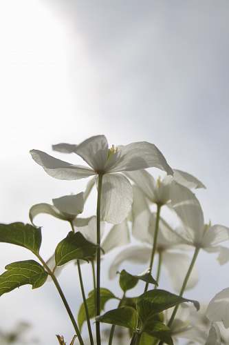 flower white petaled flowers during daytime blossom