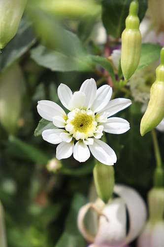 flower white petaled flowers glastonbury