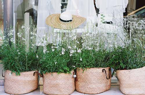 flower white petaled flowers on pots spring