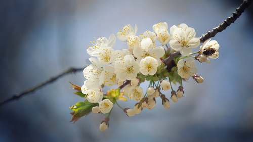 blossom white-petaled flowers on selective focus photography flower