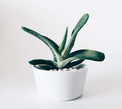 pot white pot with green plant minimal
