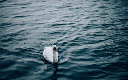 bird goose in body of water ripple