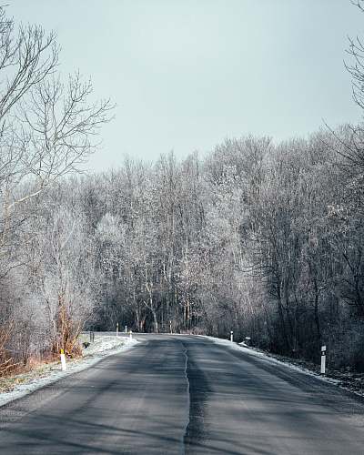 asphalt empty road surrounded with trees tarmac