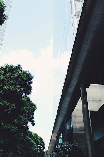 white green-leafed tree freeway