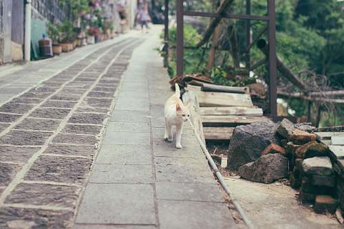 tomb orange and white cat cat