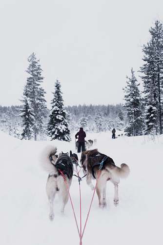 finland dogs pulling person on snow dogsled