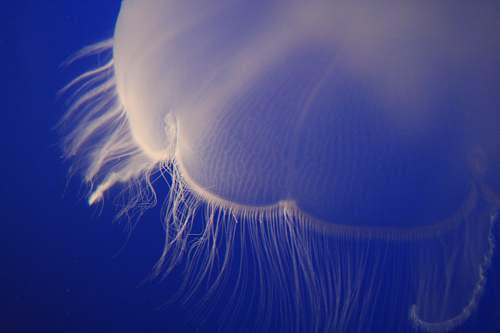 jellyfish photo of white jellyfish underwater blue