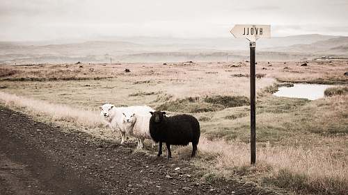 hvoll two white and one black lambs beside road animal