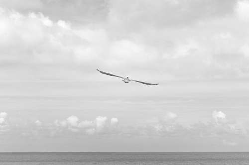 clouds grayscale photo of bird flying sea