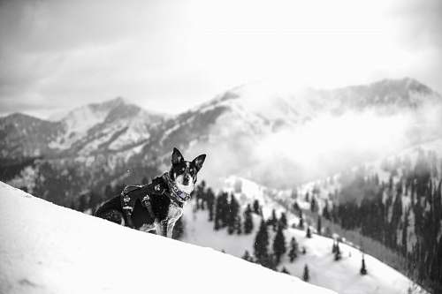 black-and-white adult black and white Siberian husky sitting on snow mountain