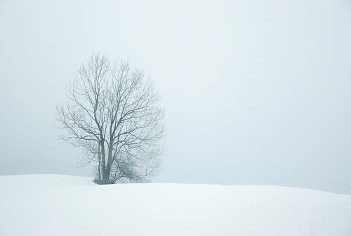 grey bare tree in the middle of snow field winter