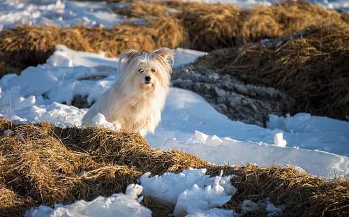 animal beige dog dog