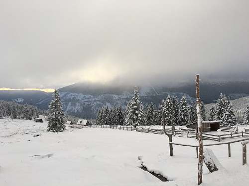 trees landscape photo of snow grey
