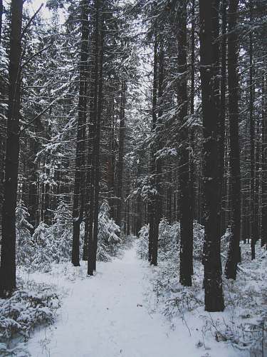 forest snow covered pine trees tree