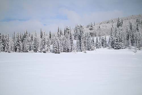 tree snow covered pine trees forest