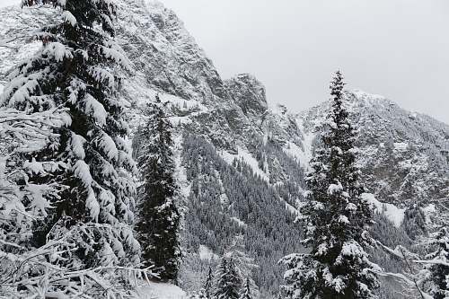 winter snow-covered tall trees at daytime fir