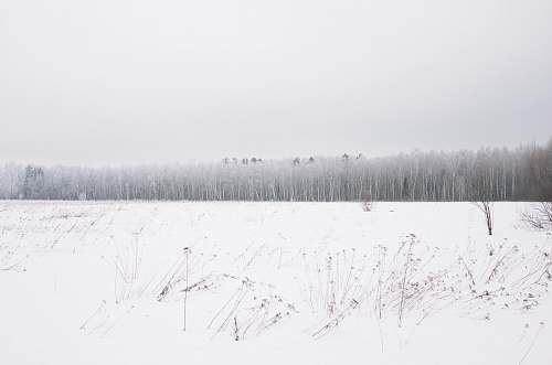winter snow land with trees at distance snowy