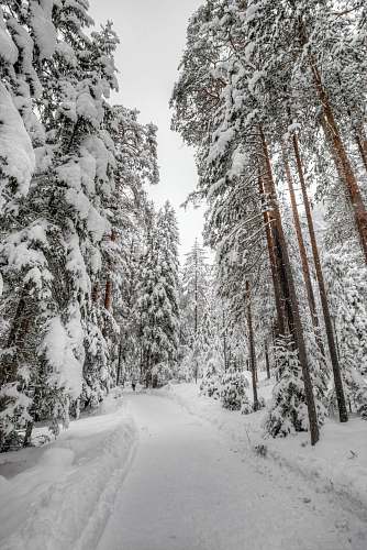 tree snow woods forest