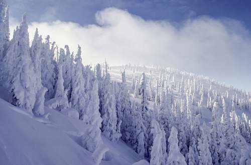 grey snowy forest covered by clouds steamboat springs