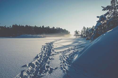 grey snowy forest during day time nature