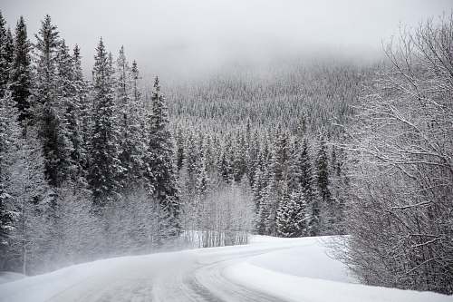 outdoors trees covered with snow under gray sky sweden