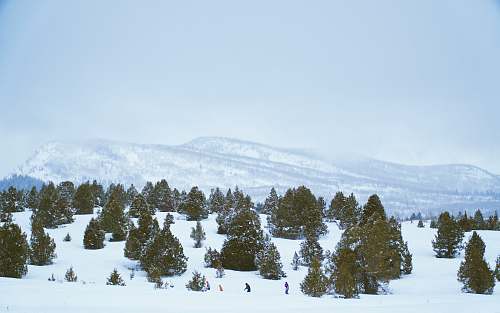 trees trees filled with snow in front mountain tree