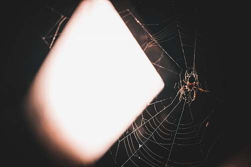 warsaw black spider poland