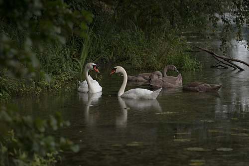 bird group of swan swimming on water black swan