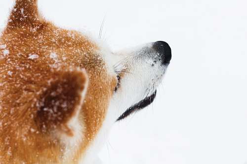 russia adult tan ad white Shiba inu on snow field dog