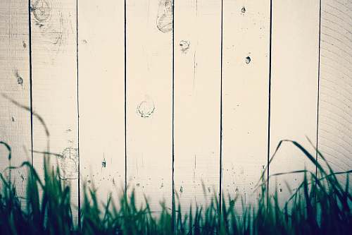 grass green grass near beige wall wood