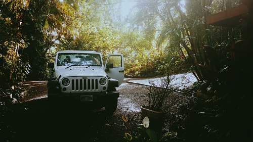 offroad white Jeep Wrangler near trees during daytime vehicle