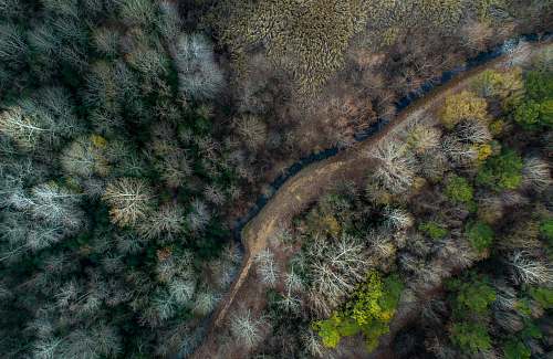trees aerial photography of forest aerial view