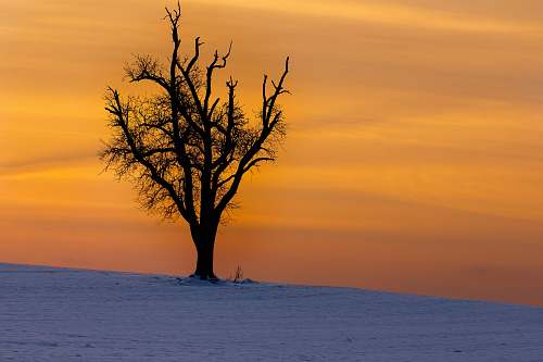 plant bare tree switzerland