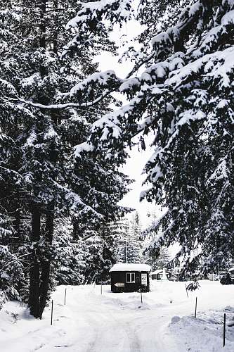 plant black house surrounded by snow during daytime abies
