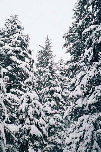 spruce close up photography of pine trees covered with snow plant